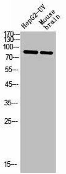 STAT1 Antibody (PACO02206)