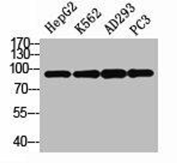 STAT3 Antibody (PACO07119)