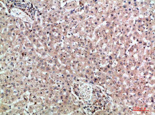 MIA2 Antibody (PACO07267)