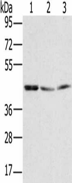 RBMX Antibody (PACO16472)