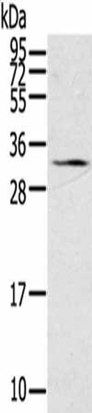 STAR Antibody (PACO17165)