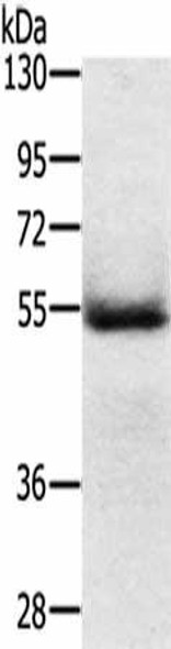 EDAR Antibody (PACO17815)