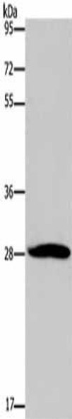 POMC Antibody (PACO17827)