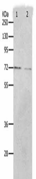 PRMT5 Antibody (PACO18365)