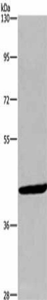 WNT1 Antibody (PACO19133)