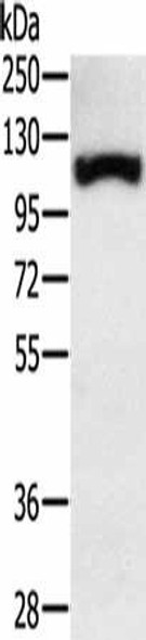 PPARGC1A Antibody (PACO20215)