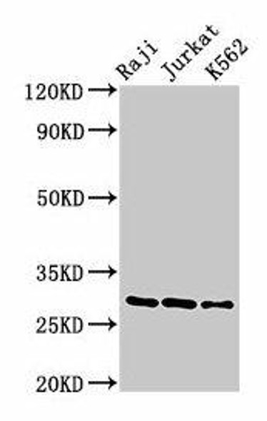 Gzma Antibody (PACO27281)