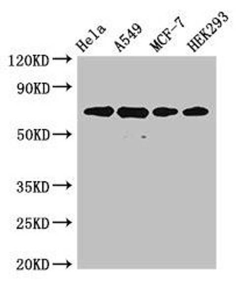 XRCC6 Antibody (PACO28666)