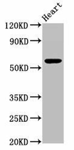 PSAP Antibody (PACO29220)