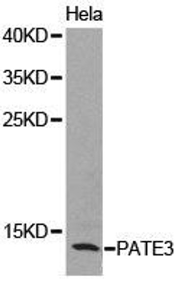 PATE3 Antibody (PACO21294)