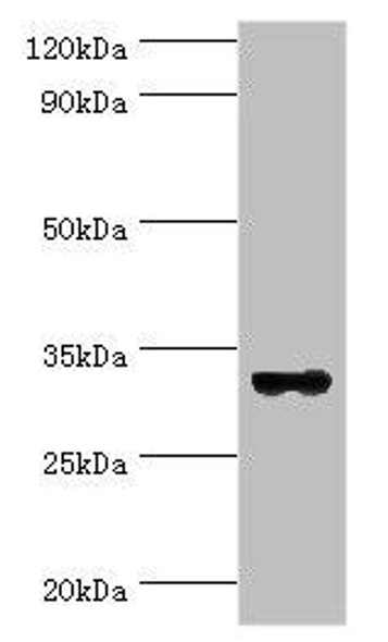 STX11 Antibody (PACO43980)