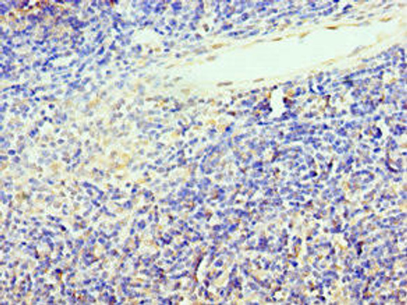 TCF12 Antibody (PACO44165)