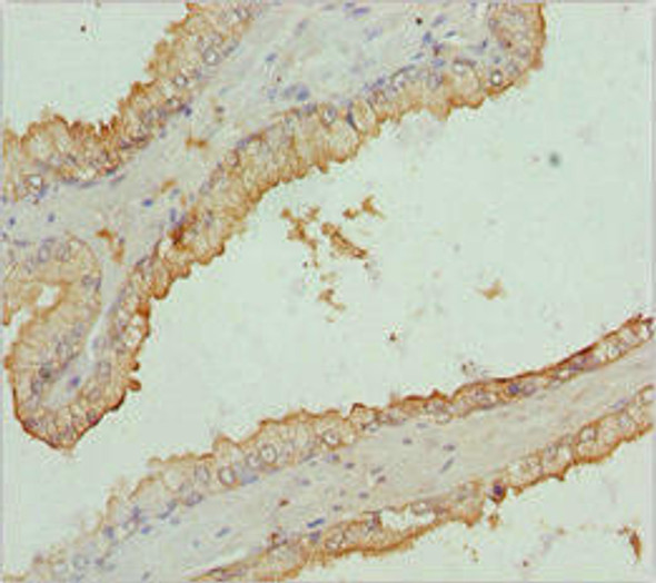 RNF34 Antibody (PACO44883)