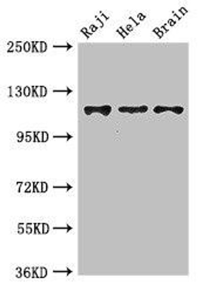 KIF11 Antibody (PACO49726)