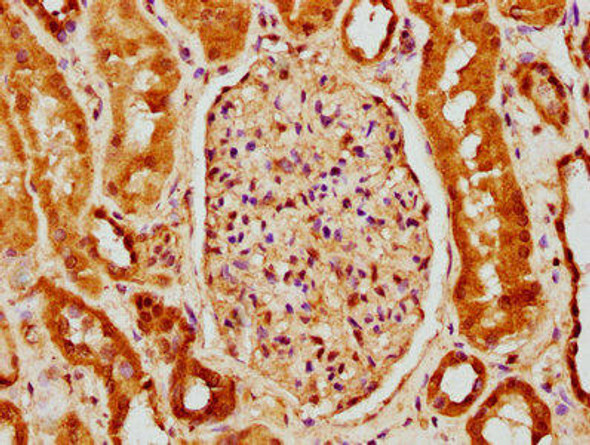 BCL2L10 Antibody (PACO62623)