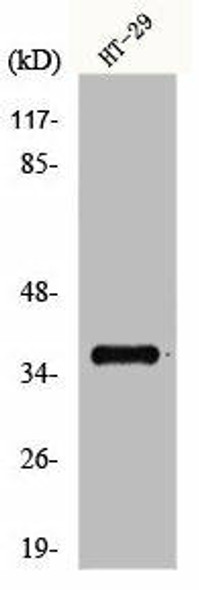 GPR171 Antibody (PACO00870)