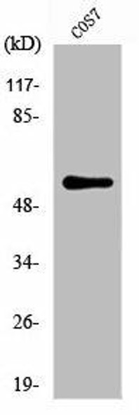 ZC3HC1 Antibody (PACO01174)