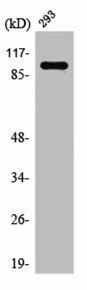 RAB3GAP1 Antibody (PACO01382)