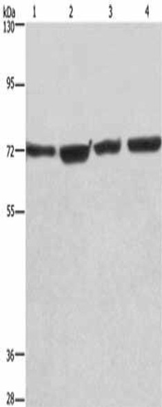 KLF11 Antibody (PACO14620)