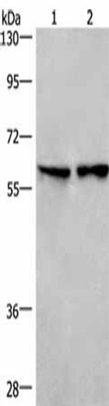 CD244 Antibody (PACO15972)