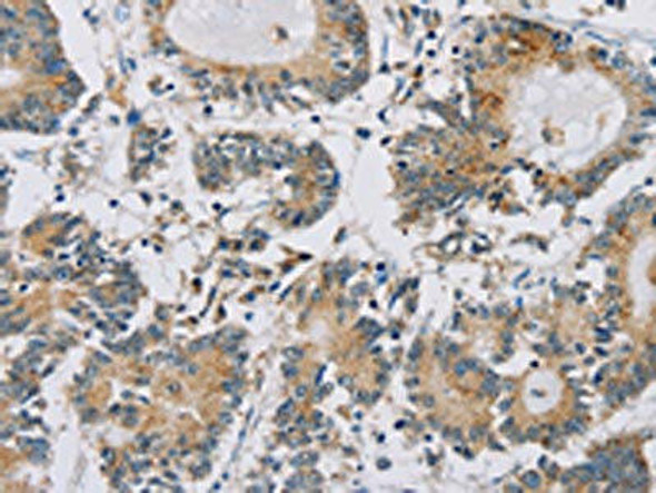 IPO13 Antibody (PACO16545)