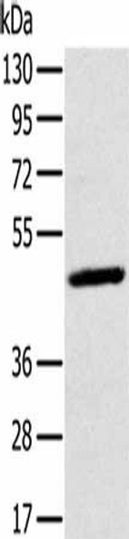 MAGEA10 Antibody (PACO16643)