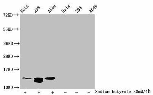 Acetyl-HIST1H4A (K77) Antibody (PACO60540)