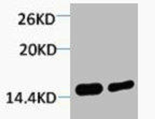 Di-Methyl-Histone H4 (Lys79) Antibody (PACO00142)