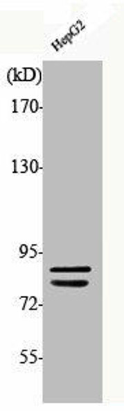 Phospho-CHUK/IKBKB (S180/181) Antibody (PACO00221)