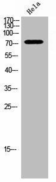 Phospho-FOXO3 (S253) Antibody (PACO02753)