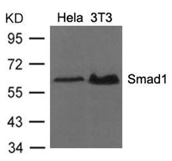 SMAD1 (Ab-206) Antibody (PACO21343)