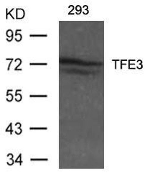 TFE3 Antibody (PACO21453)