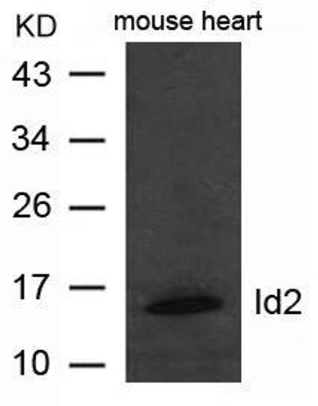 ID2 Antibody (PACO21495)