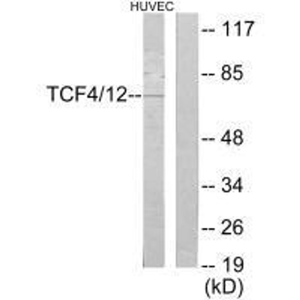 TCF4/TCF12 Antibody (PACO22656)