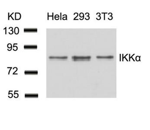 CHUK (Ab-23) Antibody (PACO22912)