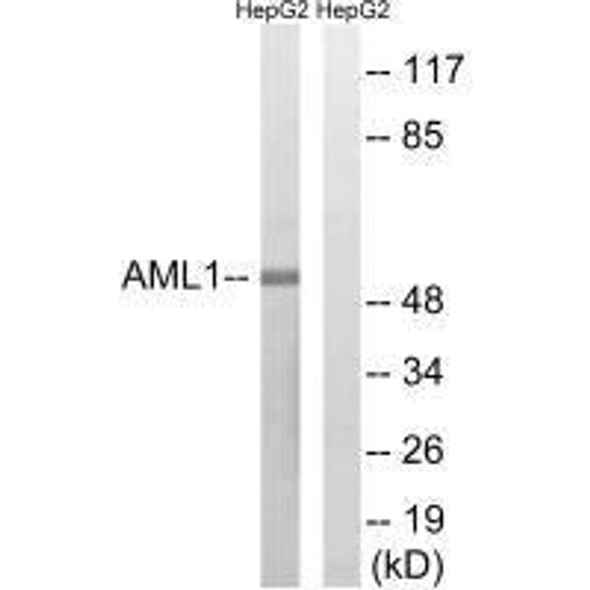 RUNX1 (Ab-435) Antibody (PACO23075)