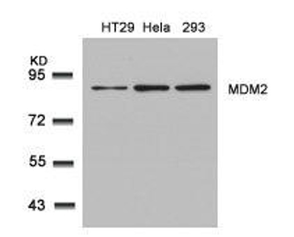 MDM2 (Ab-166) Antibody (PACO23598)