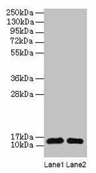 RPL36AL Antibody (PACO28954)