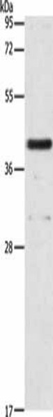 PAFAH2 Antibody (PACO18803)