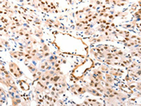 CASP9 Antibody (PACO19050)