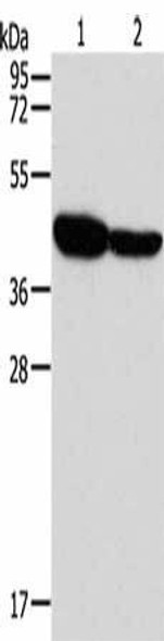 GLRA1 Antibody (PACO19097)