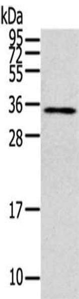 CLIC4 Antibody (PACO19485)