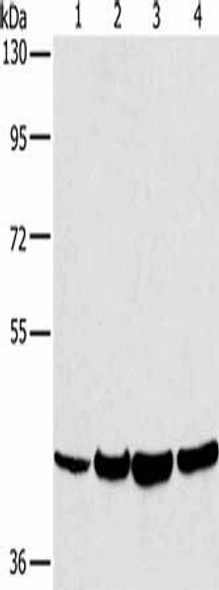 LILRA1 Antibody (PACO19942)