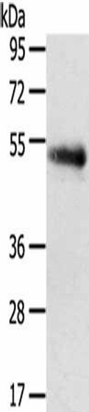 SLC7A5 Antibody (PACO20532)