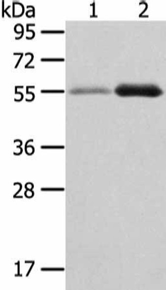 XKR3 Antibody (PACO20935)