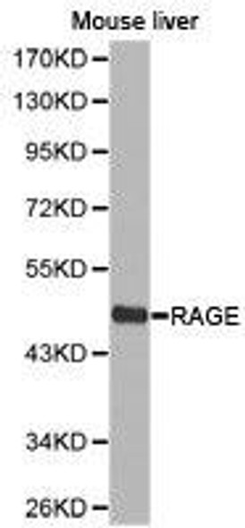 MOK Antibody (PACO21202)