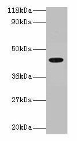 ILF2 Antibody (PACO24712)