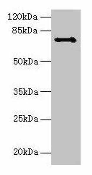 Ctcfl Antibody (PACO26009)