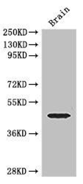 ELK1 Antibody (PACO45798)