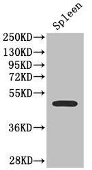 SSTR2 Antibody (PACO46238)